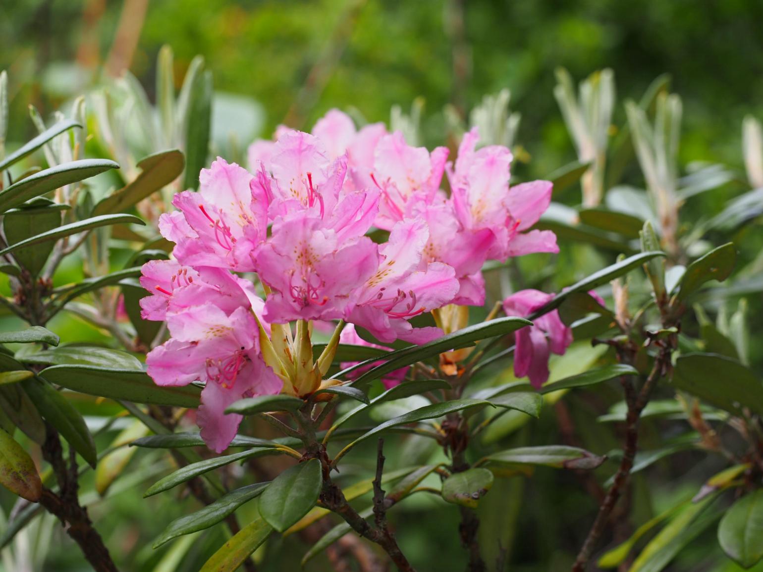 Rhododendron